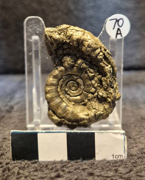 Pyrite ammonite    70a