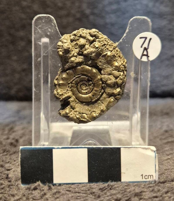 Pyrite ammonite   71a