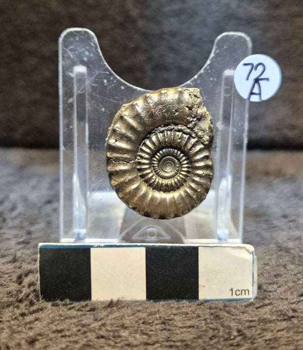 Pyrite ammonite  72a