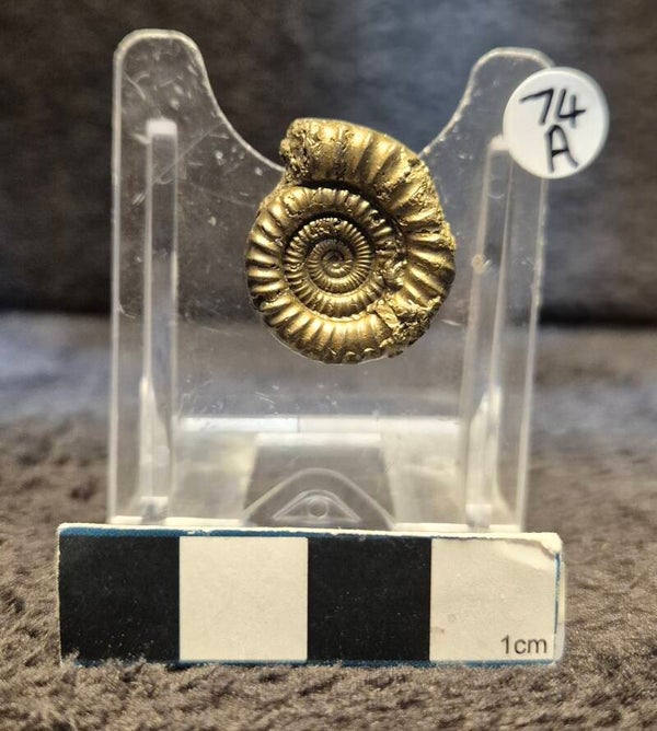 Pyrite ammonite  74a