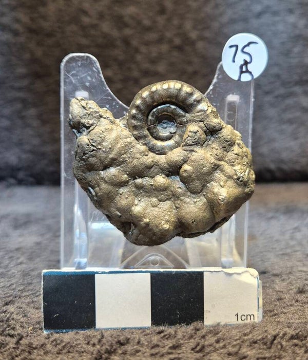 Pyrite ammonite  75a