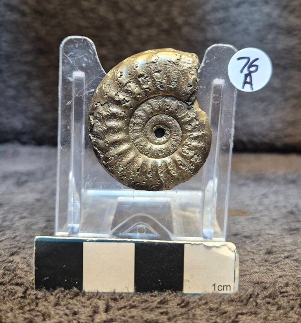Pyrite ammonite  76a