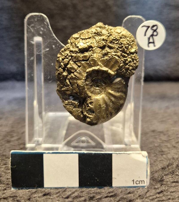 Pyrite ammonite 78a