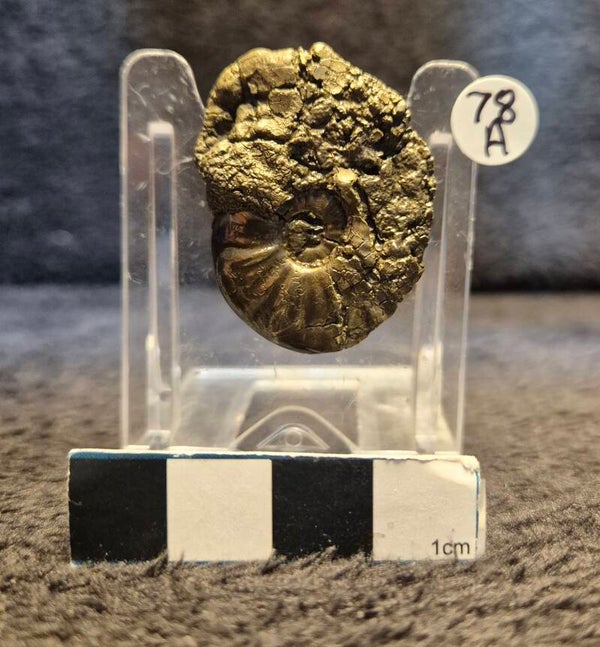 Pyrite ammonite  78a