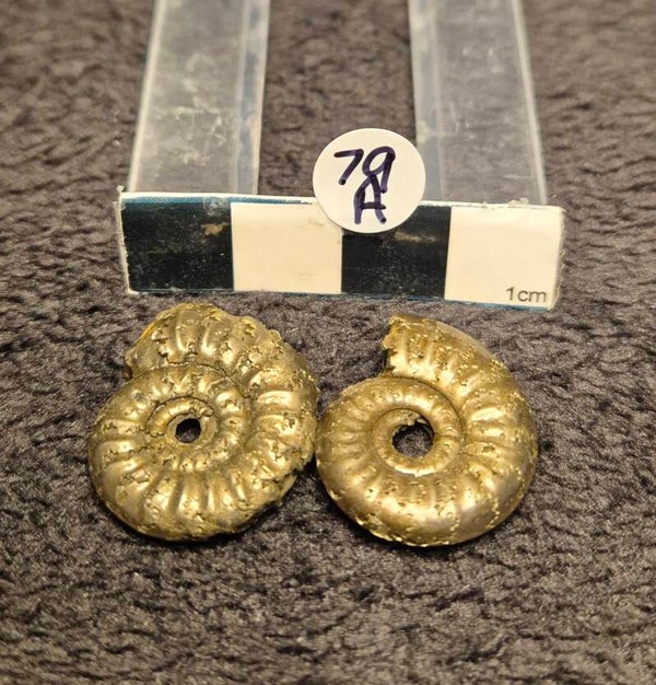 Pyrite ammonite 79a