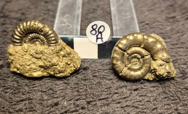 Pyrite ammonites 80a