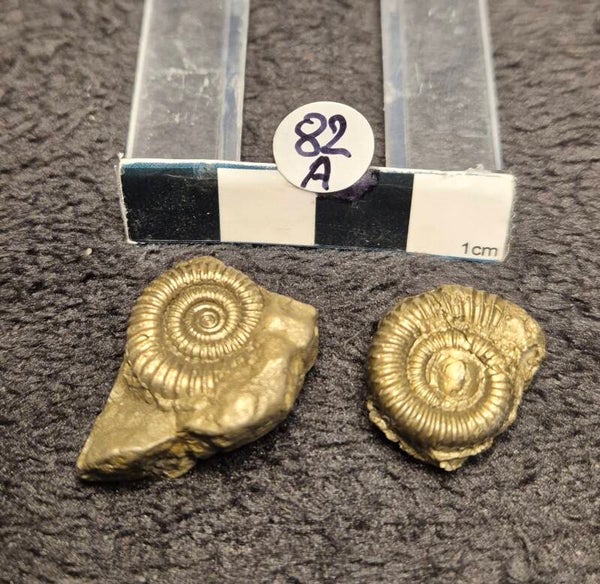 Pyrite ammonites 82a