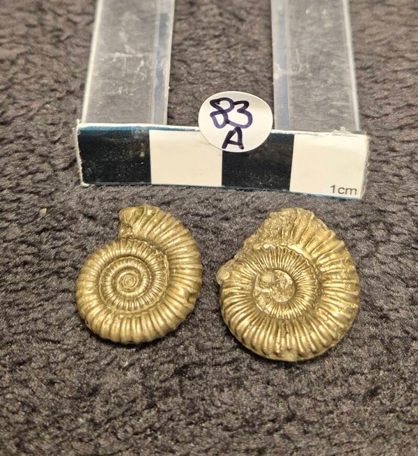 Pyrite ammonites  83a