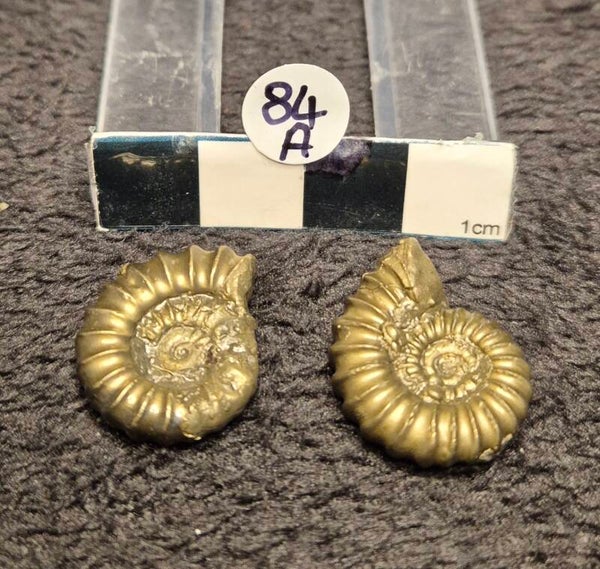 Pyrite ammonites   84a