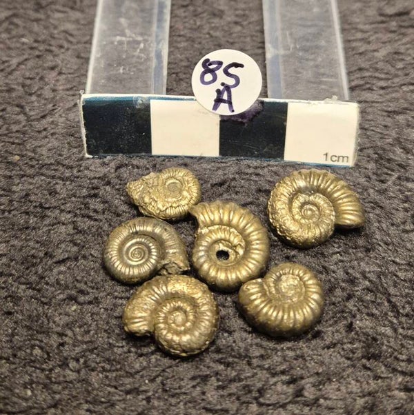Pyrite ammonite  85a