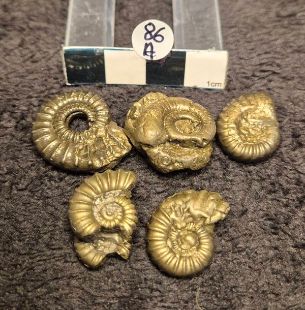 Pyrite ammonites  86a