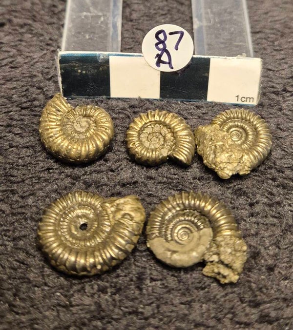 Pyrite ammonites  87a