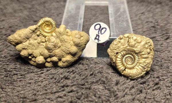 Pyrite ammonite  90a
