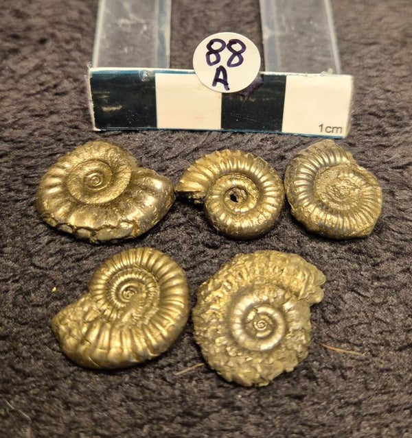 Pyrite ammonites  88a
