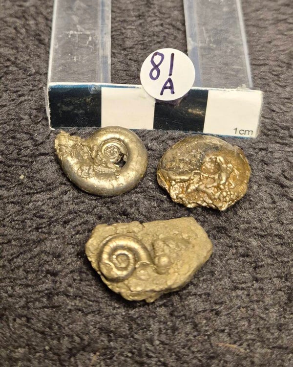 Pyrite ammonites 81a
