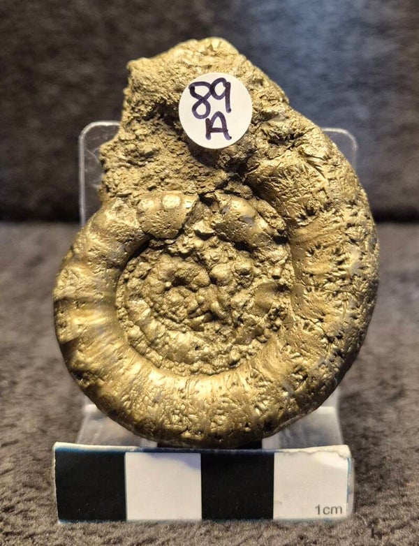Pyrite ammonite   89a