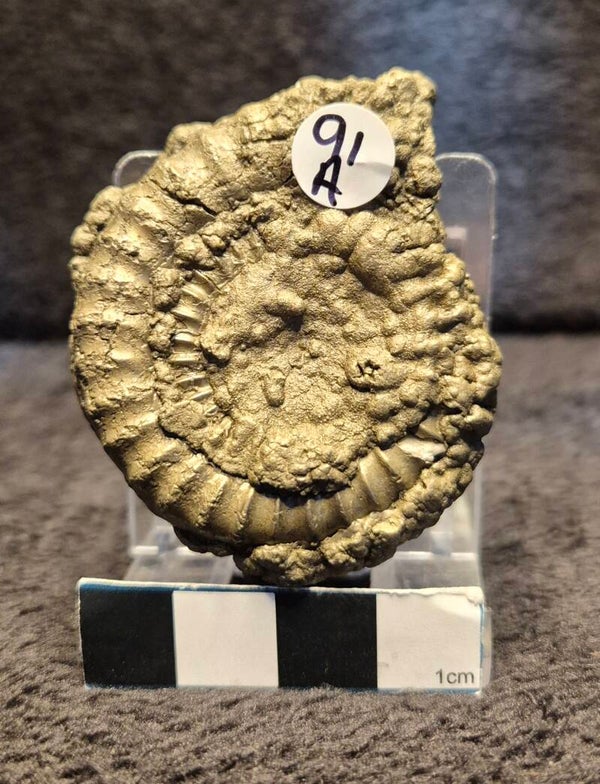 Pyrite ammonite   91a