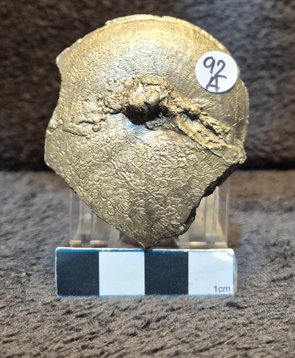 Pyrite ammonite 92a