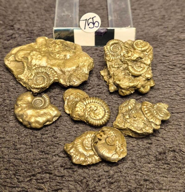 Pyrite ammonites 755