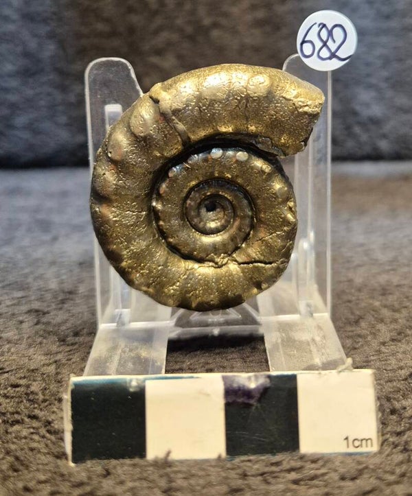 Pyrite ammonite 682