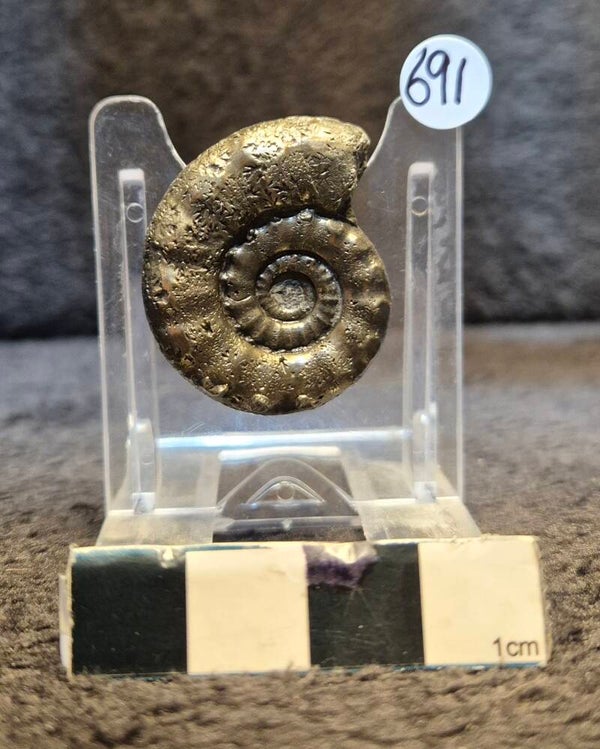 Pyrite ammonite  691
