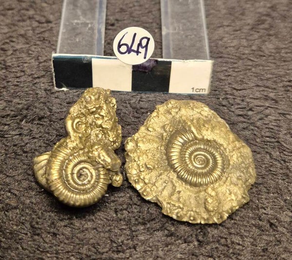 Pyrite ammonites 649