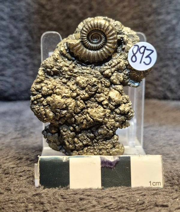 Pyrite ammonite  893