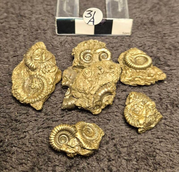 Pyrite ammonites  31a