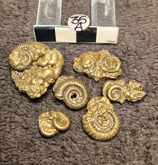Pyrite ammonites 35a