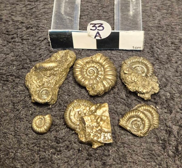 Pyrite ammonites 33a