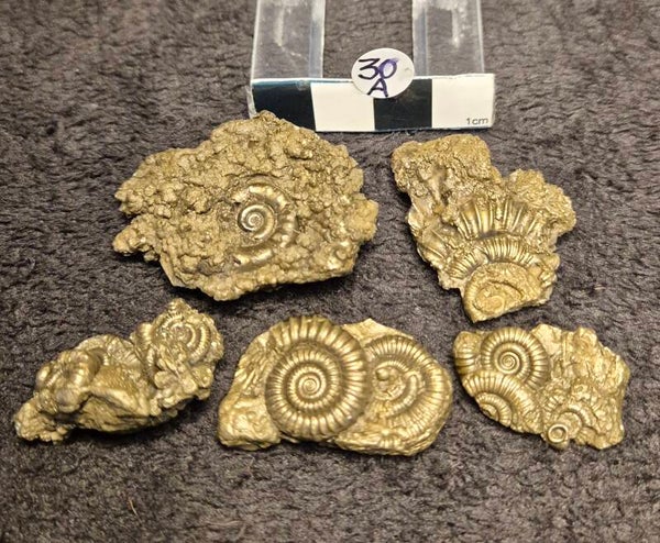 Pyrite ammonites 30a