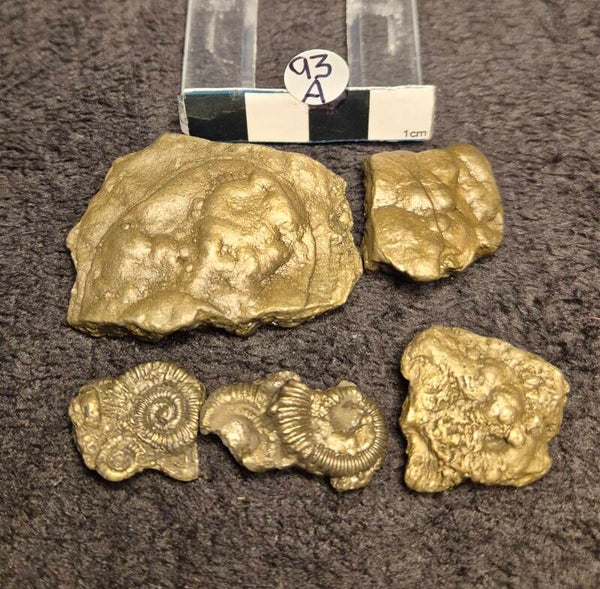 Pyrite ammonites 93a