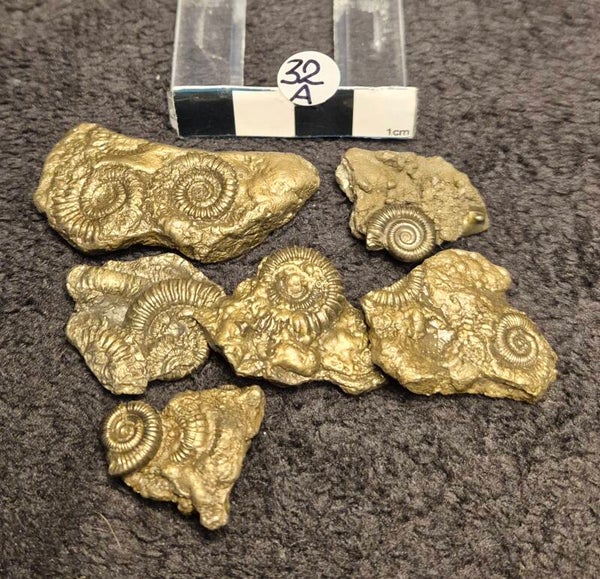 Pyrite ammonites 32a