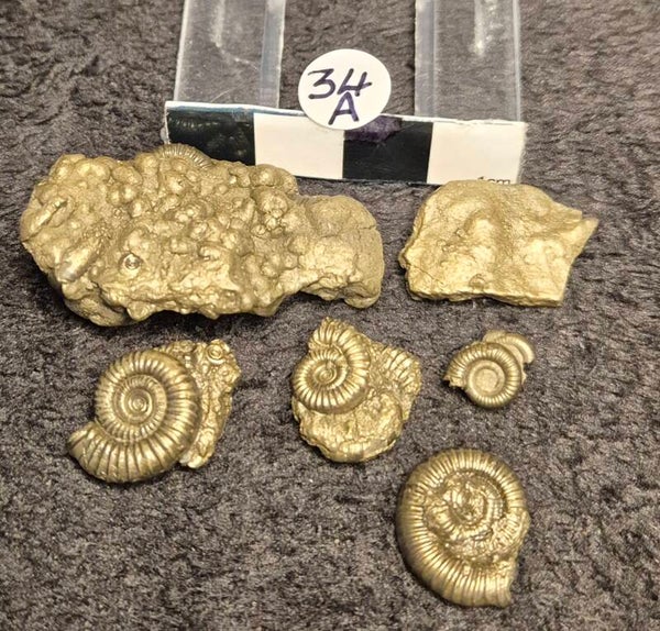 Pyrite ammonites 34a