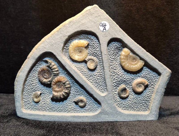 Calcite ammonites 94a