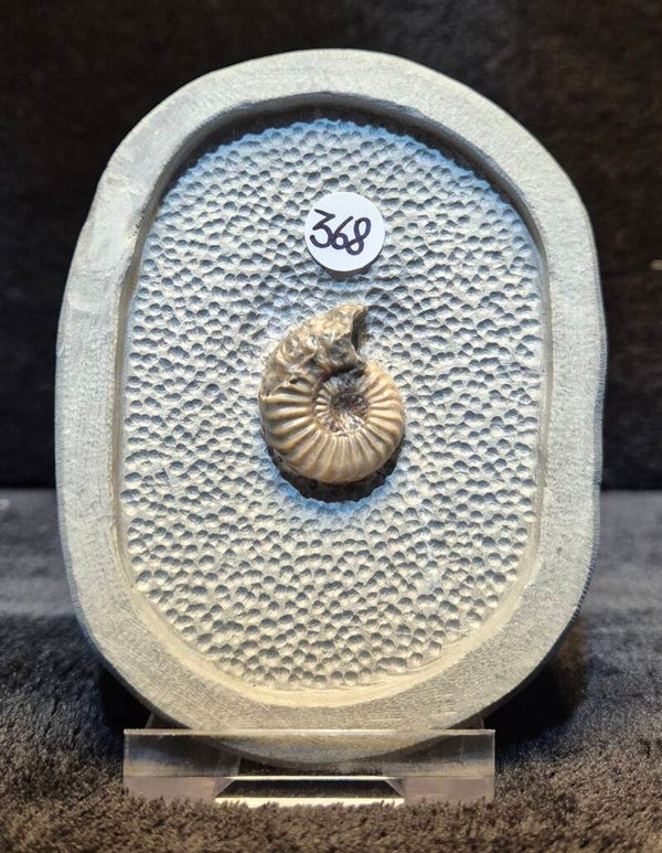Topstone nodule 368