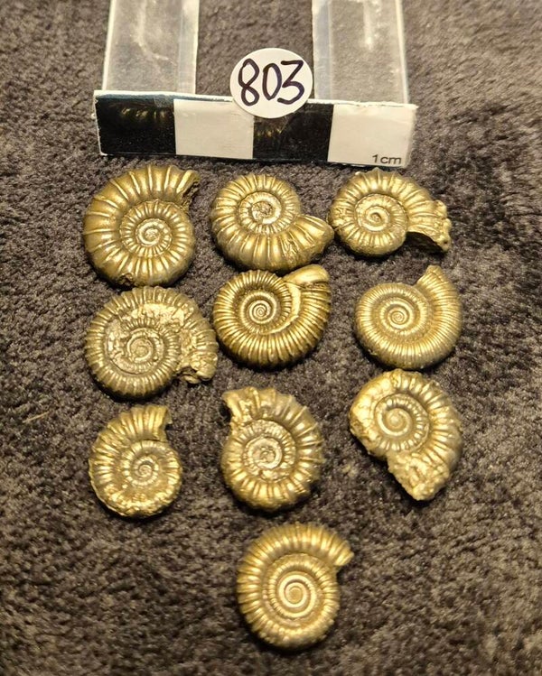 Pyrite ammonites 803