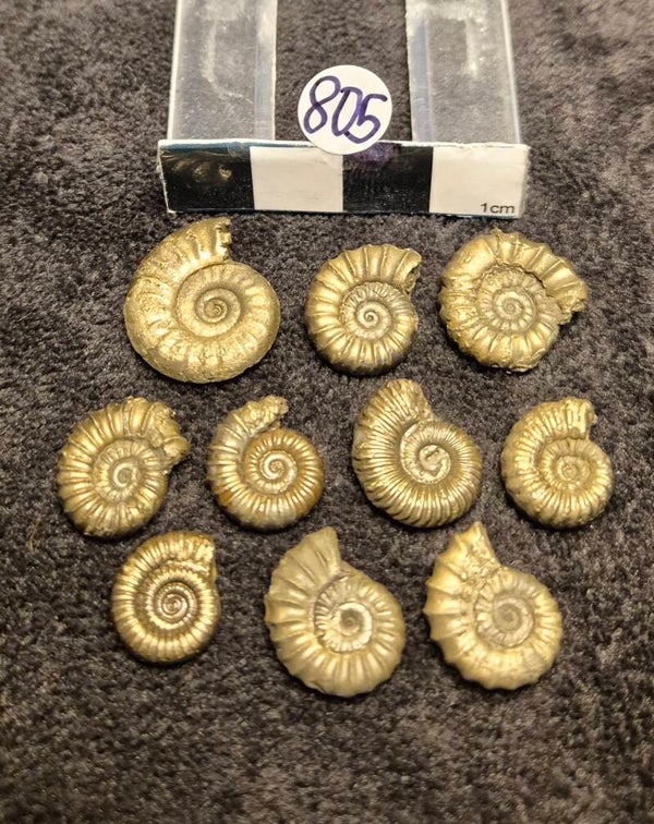 Pyrite ammonites  805