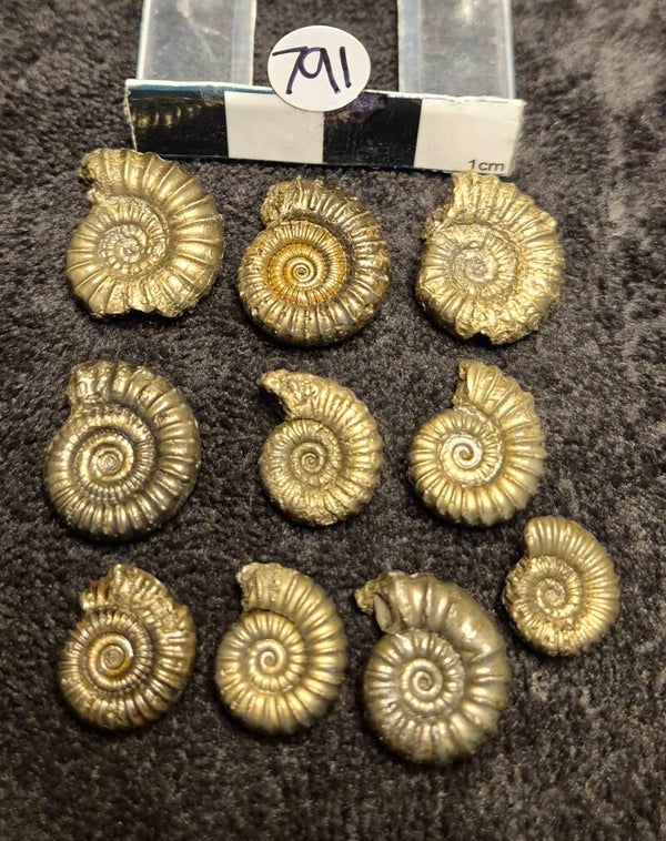 Pyrite ammonites 791