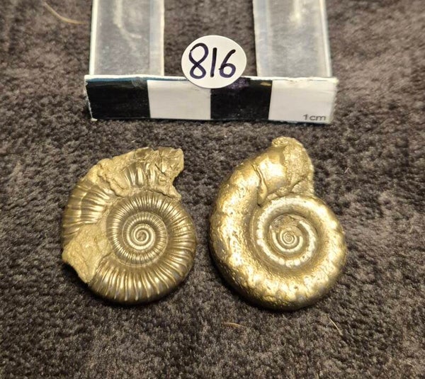 Pyrite ammonites 816