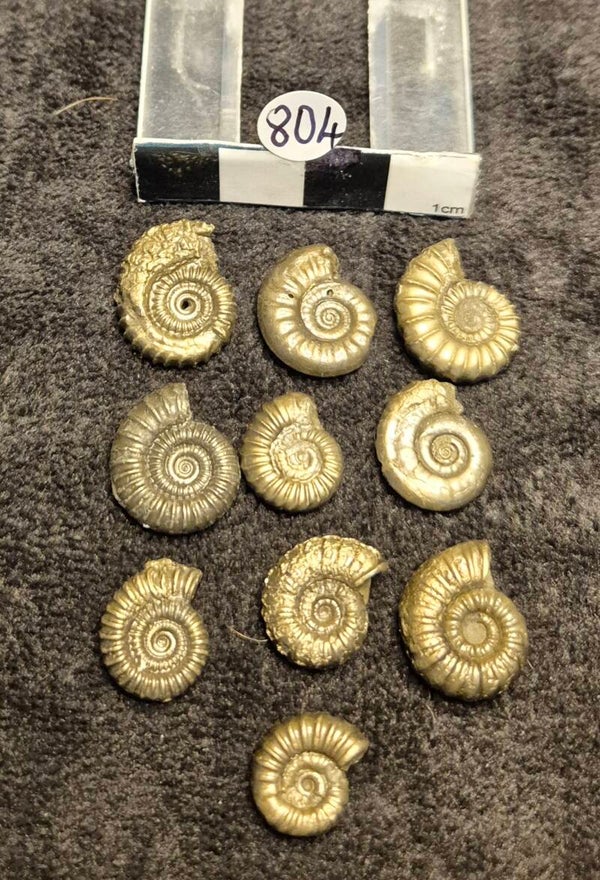 Pyrite ammonites 804