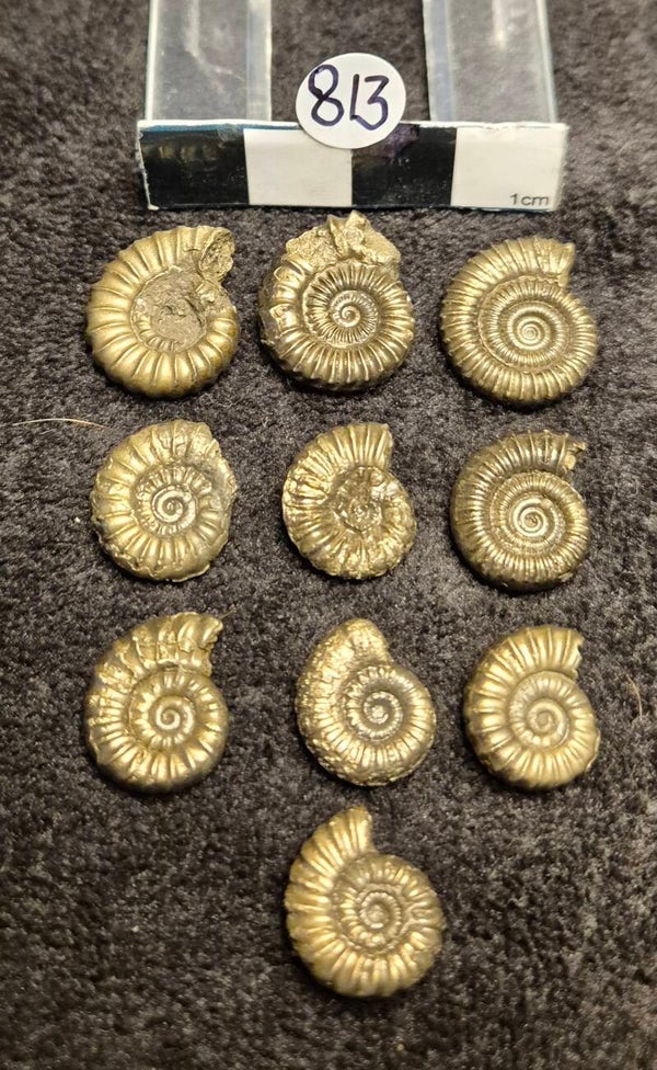 Pyrite ammonites 813