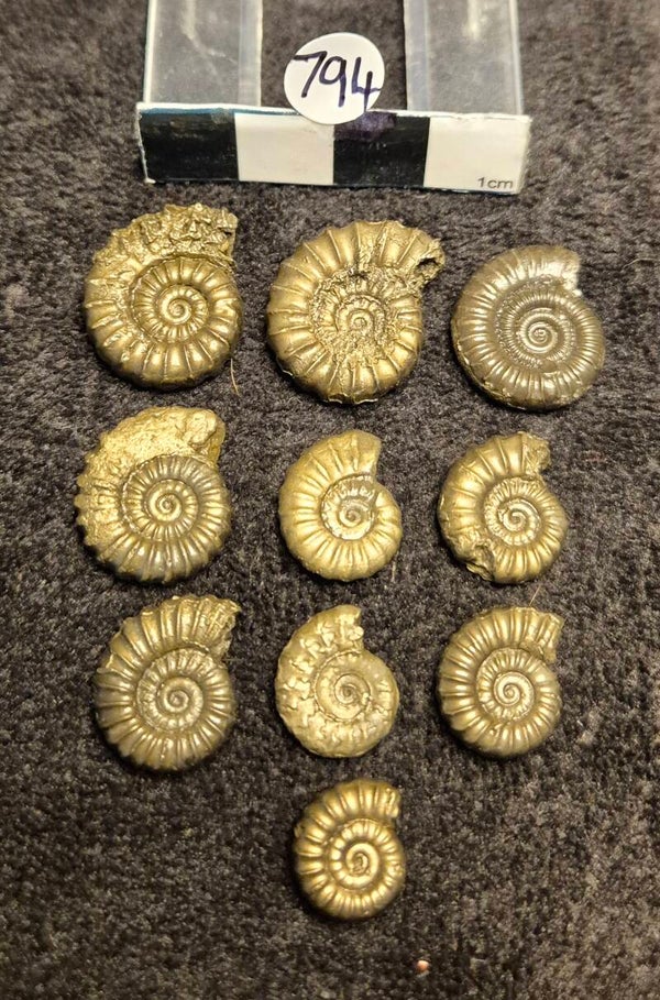 Pyrite ammonites 794