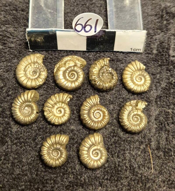 Pyrite ammonites 661