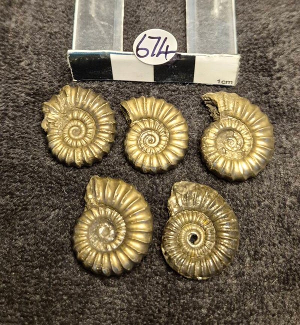 Pyrite ammonites 674