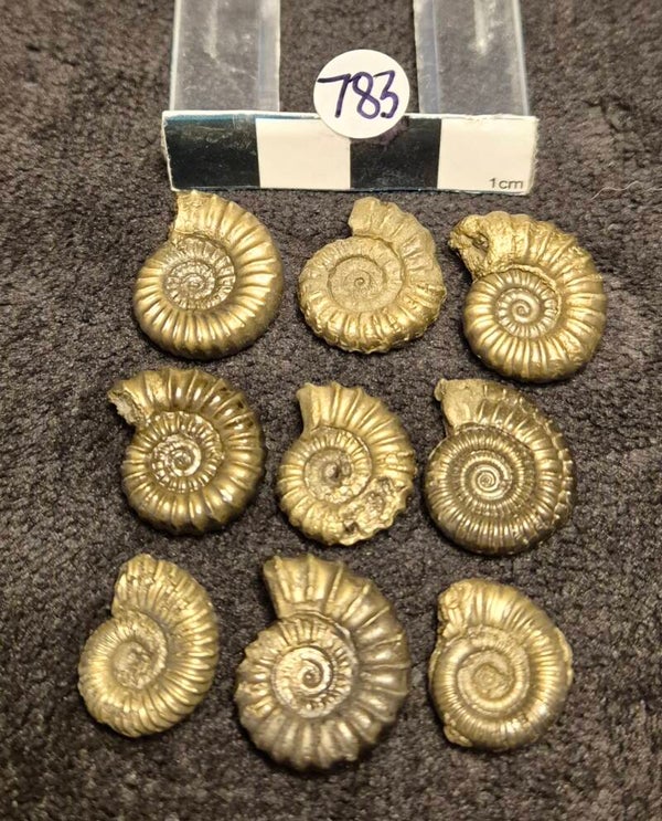 Pyrite ammonites 783