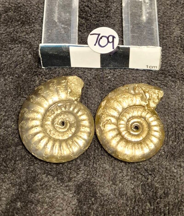 Pyrite ammonites 709