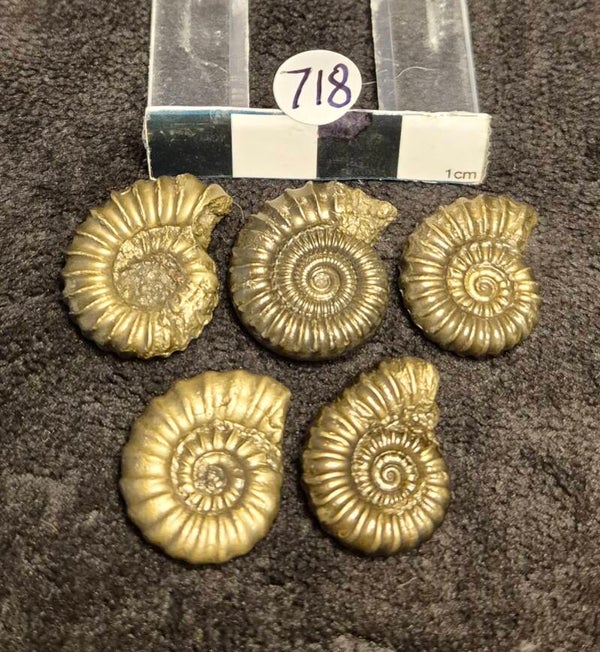 Pyrite ammonites 718