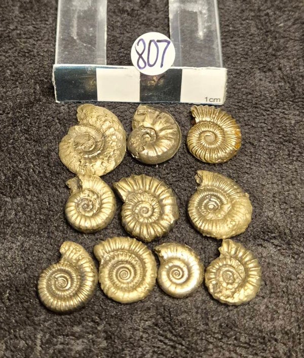 Pyrite ammonites 807