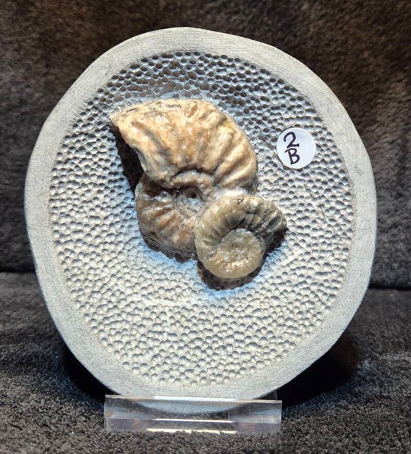 Topstone nodule 2B